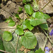 Blätterfoto Viola suavis