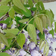 Blätterfoto Wisteria sinensis