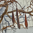 Fruchtfoto Wisteria sinensis