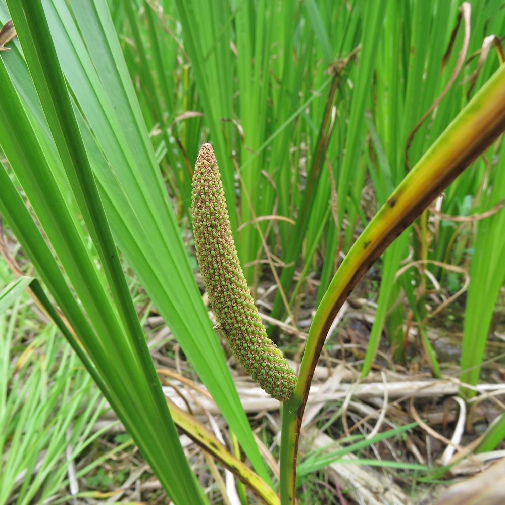 Kalmus / Acorus calamus