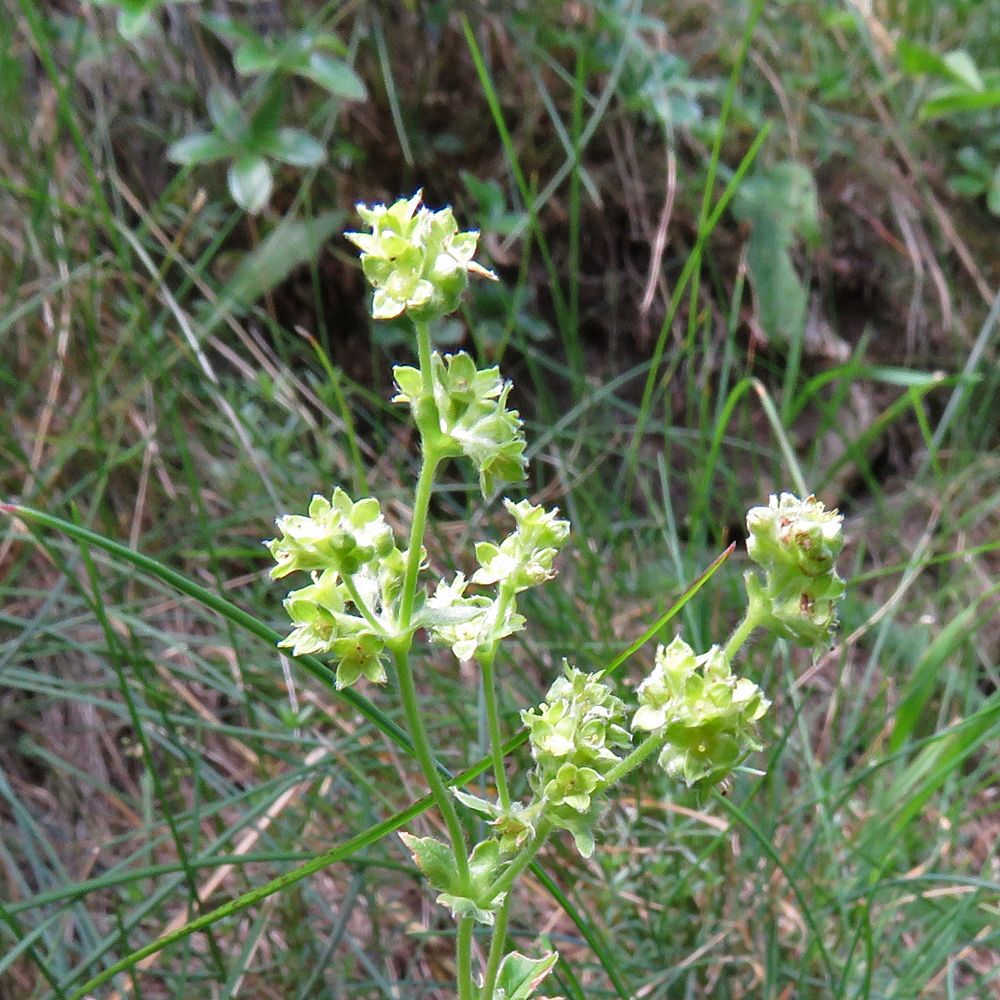 Alpen-Frauenmantel / Alchemilla alpina aggr.