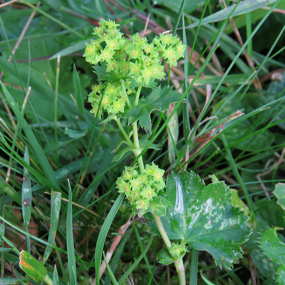 Kahler Frauenmantel / Alchemilla glabra aggr.