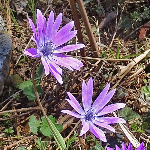 Stern-Anemone / Anemone hortensis