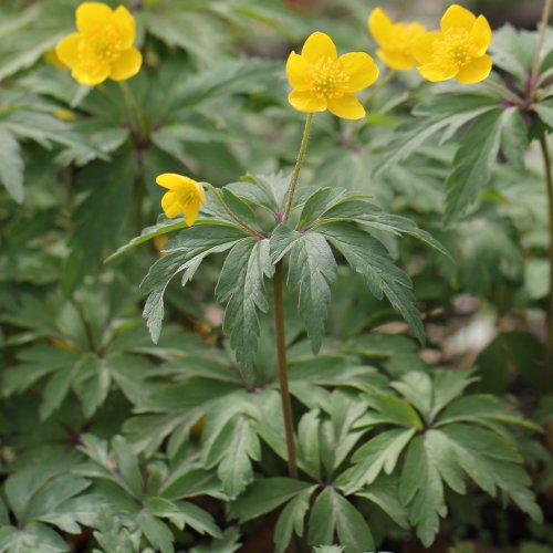 Gelbes Windröschen / Anemone ranunculoides