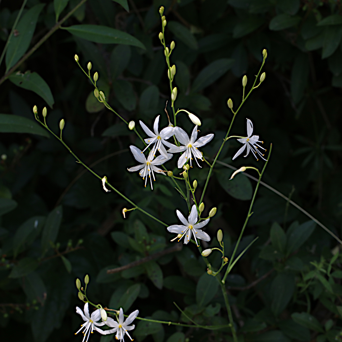 Ästige Graslilie / Anthericum ramosum