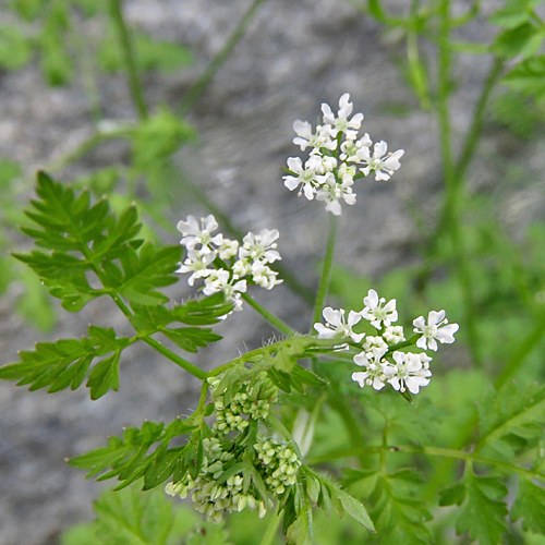 Garten-Kerbel / Anthriscus cerefolium