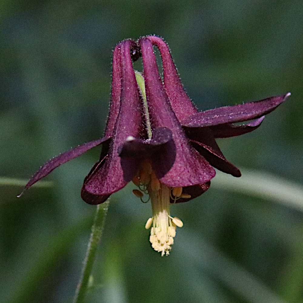 Dunkle Akelei / Aquilegia atrata