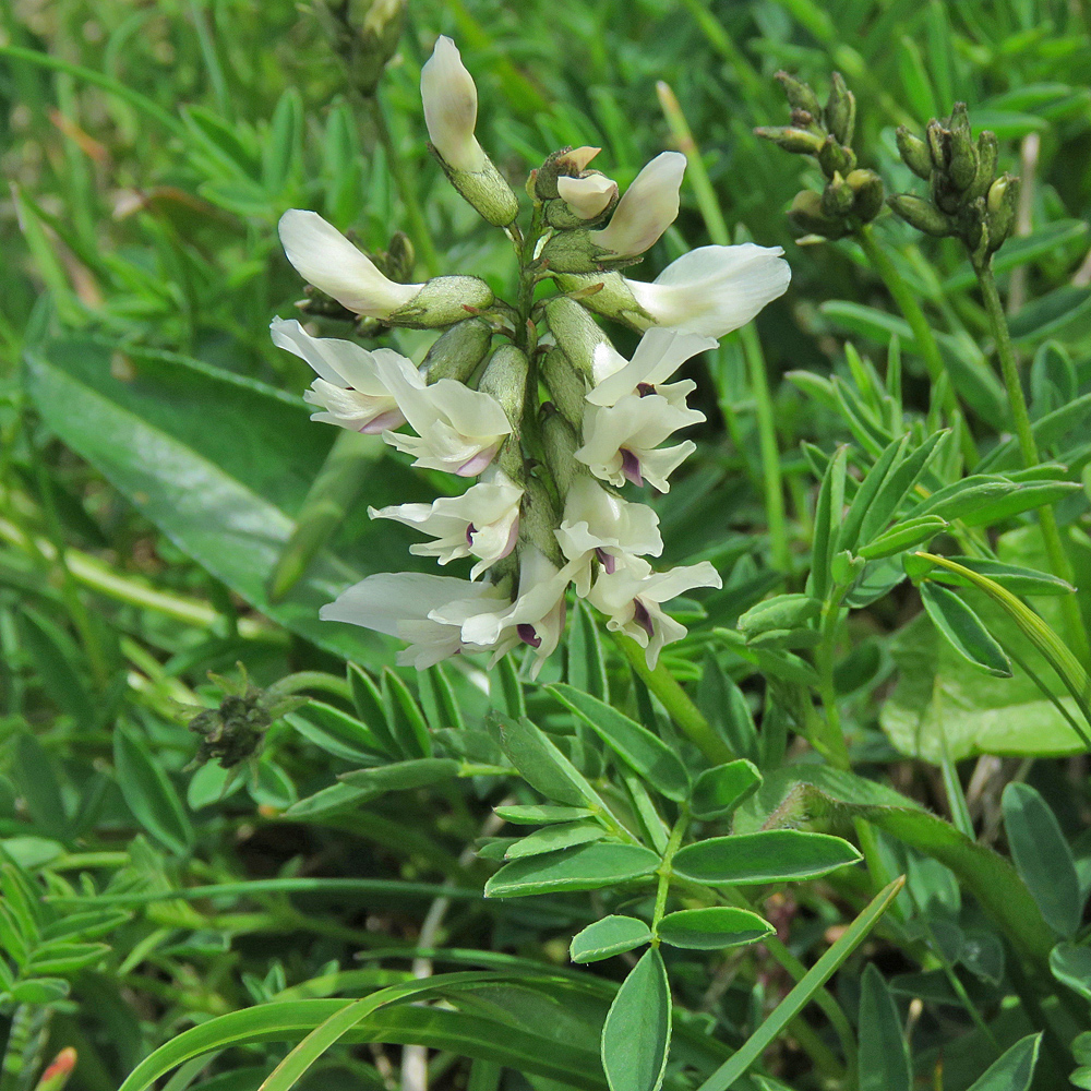 Südlicher Tragant / Astragalus australis