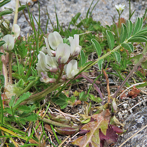 Niederliegender Tragant / Astragalus depressus