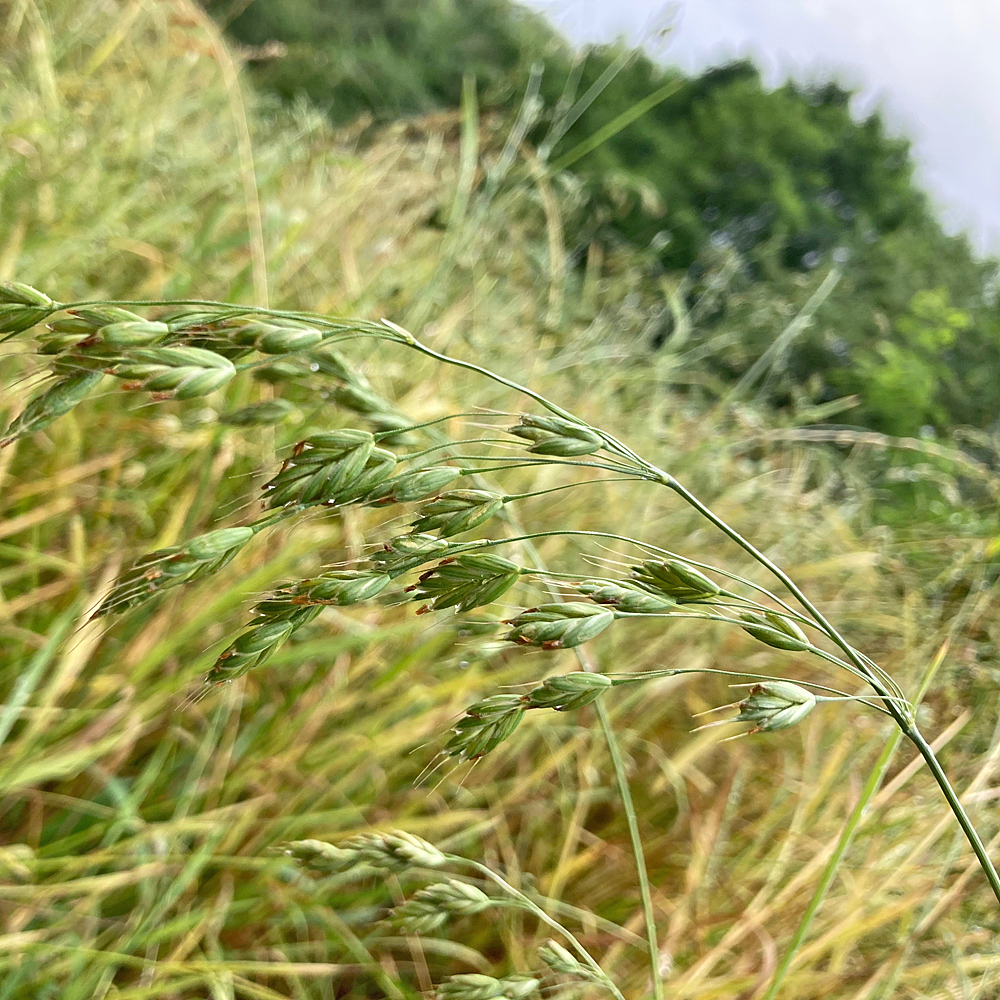 Roggen-Trespe / Bromus secalinus