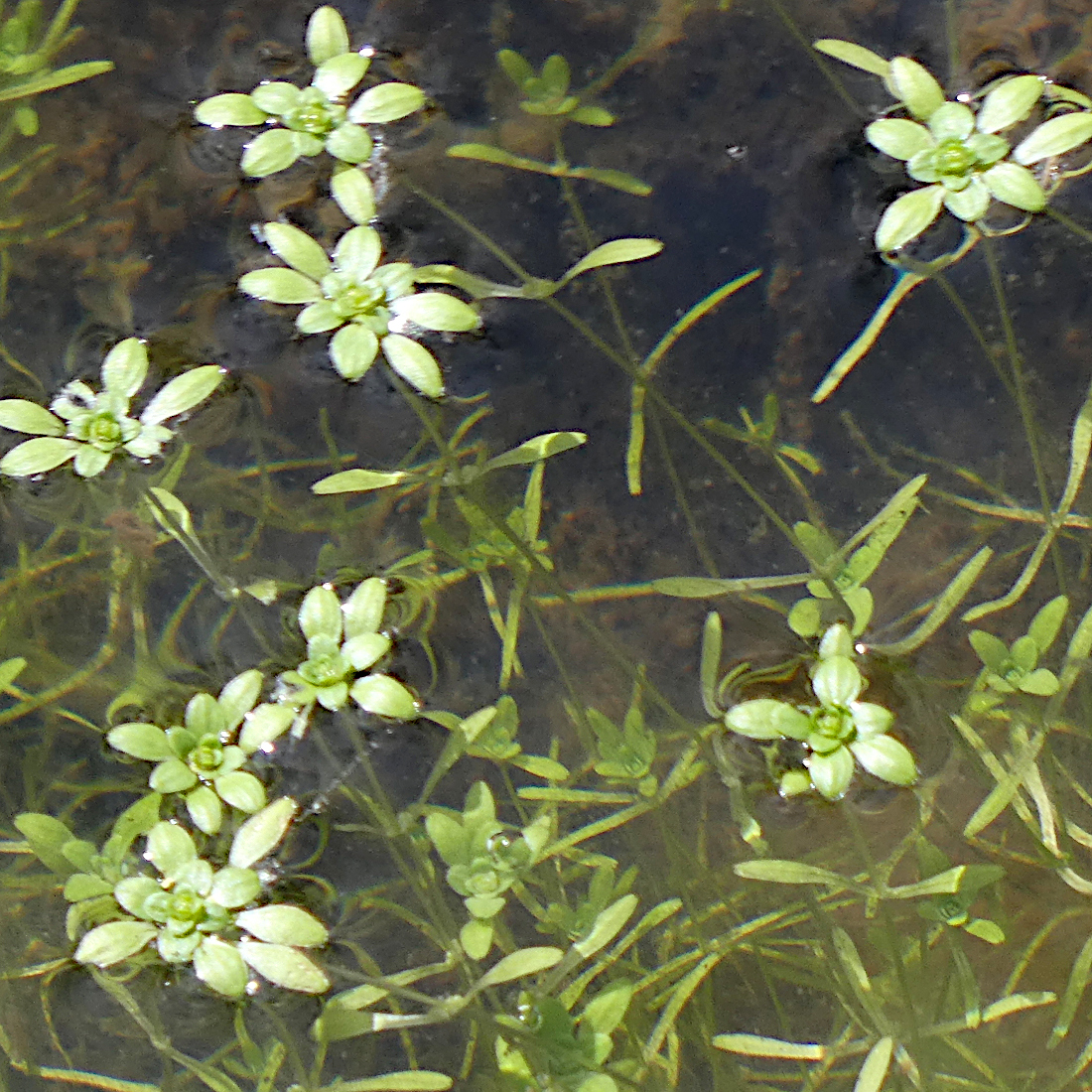 Sumpf-Wasserstern / Callitriche palustris