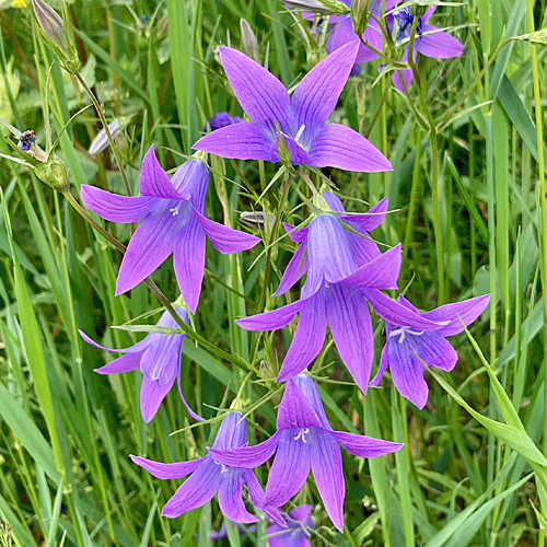 Wiesen-Glockenblume / Campanula patula