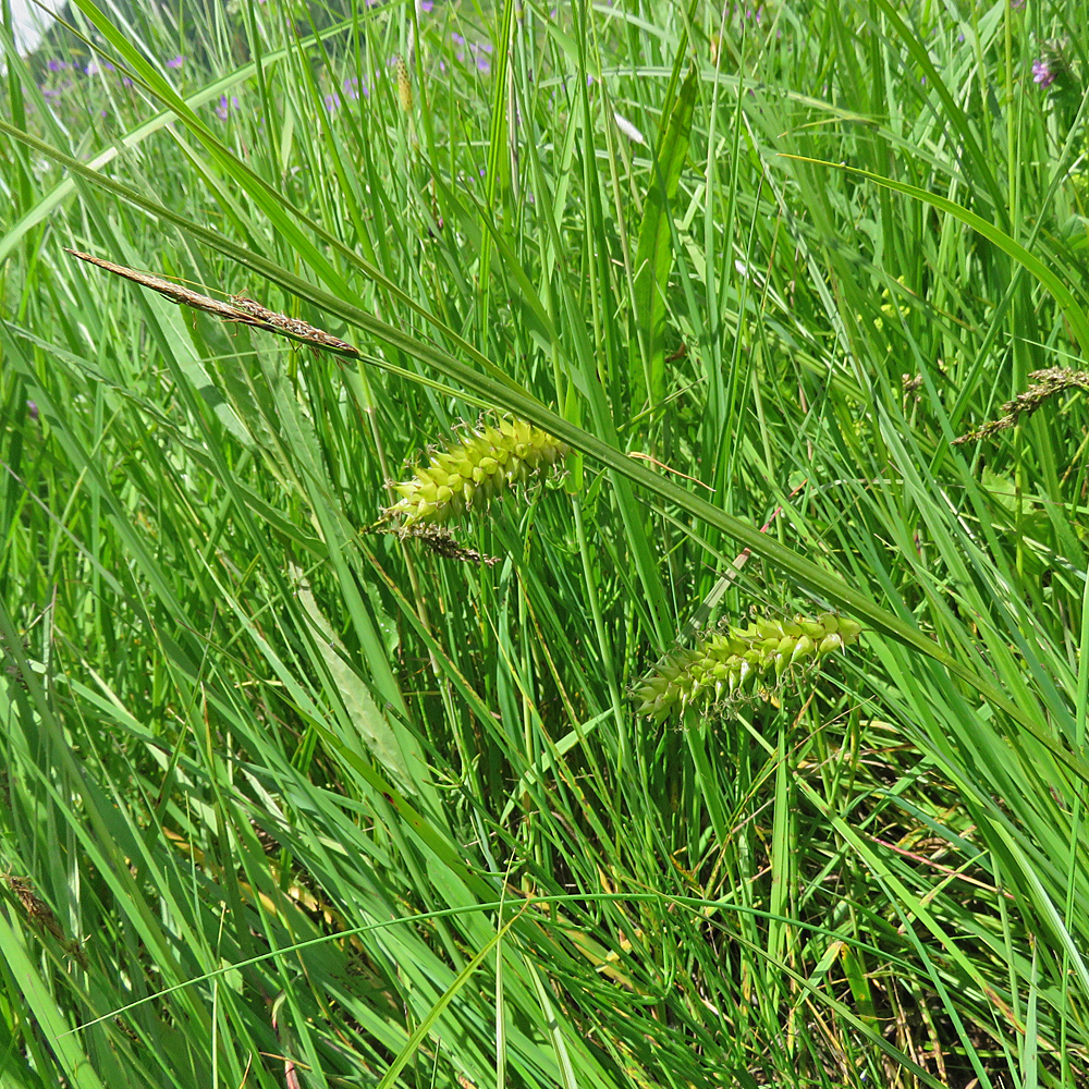 Blasen-Segge / Carex vesicaria