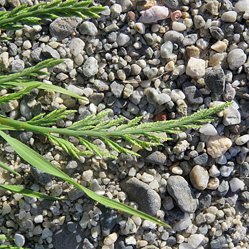 Niederliegendes Steifgras / Catapodium marinum