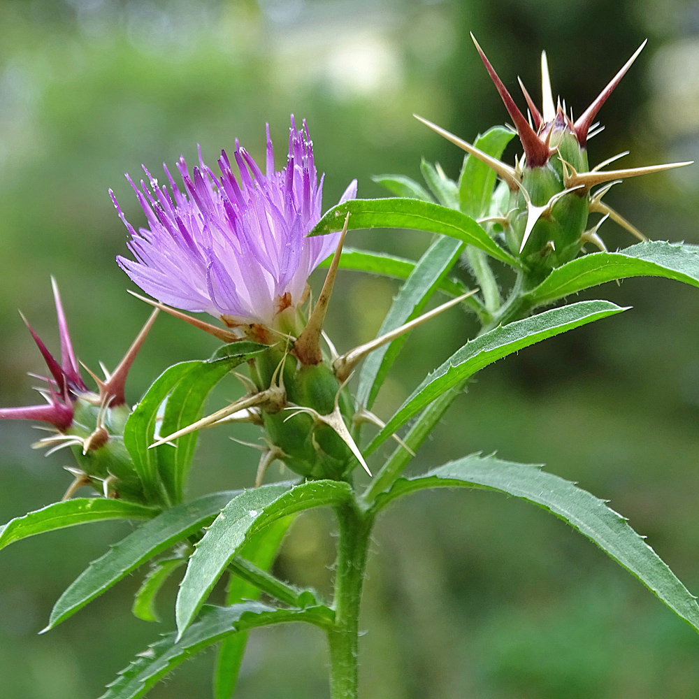 Stern-Flockenblume / Centaurea calcitrapa