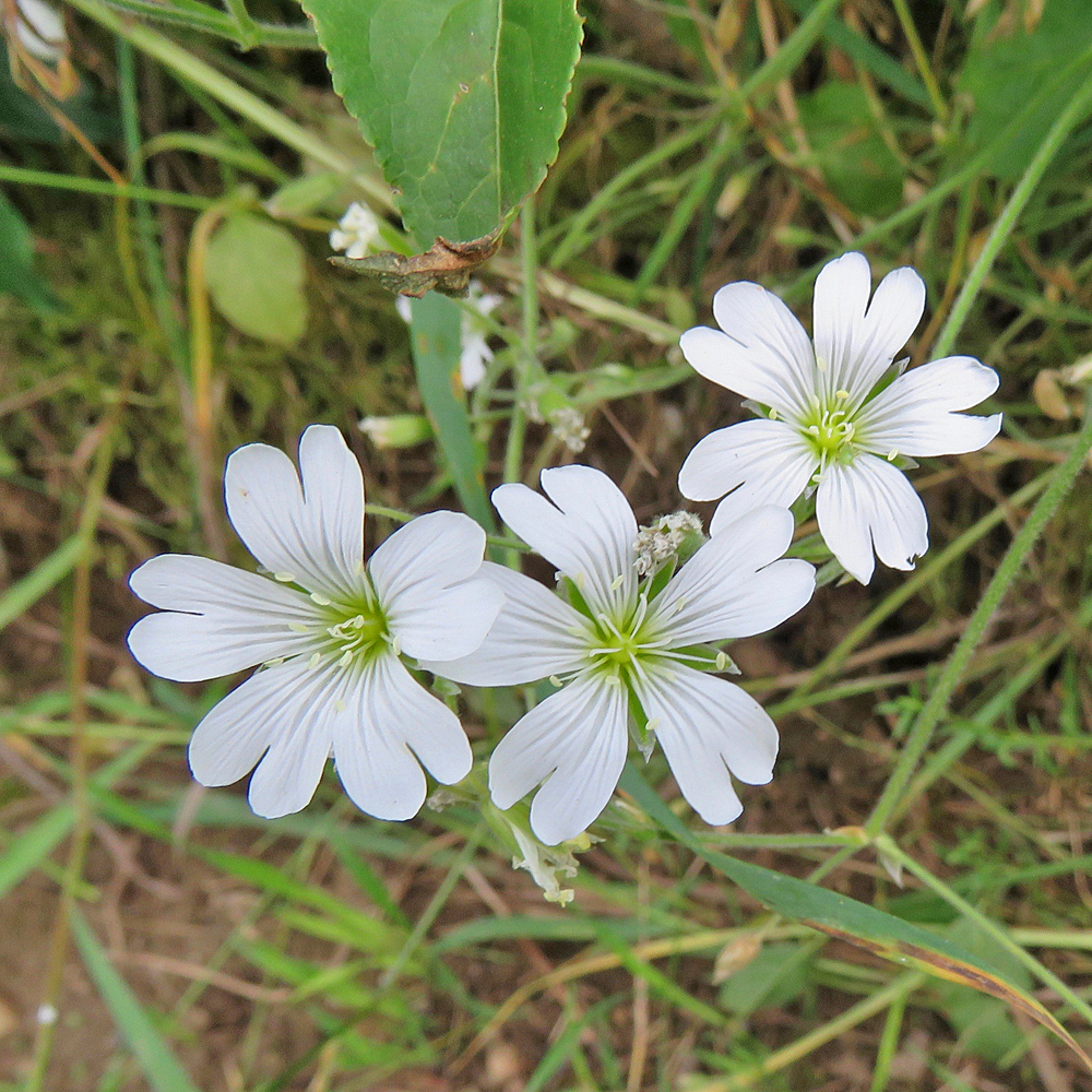 Acker-Hornkraut / Cerastium arvense