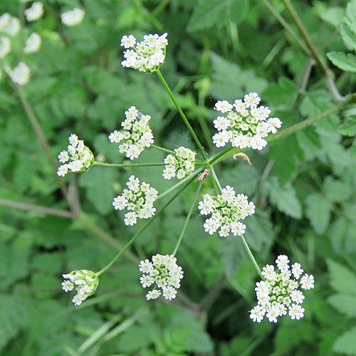 Hecken-Kälberkropf / Chaerophyllum temulum