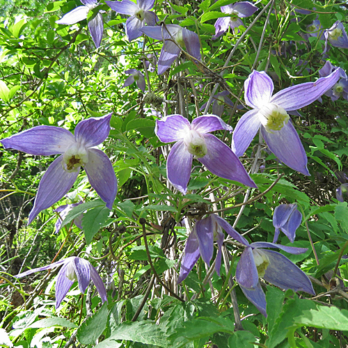 Alpen-Waldrebe / Clematis alpina