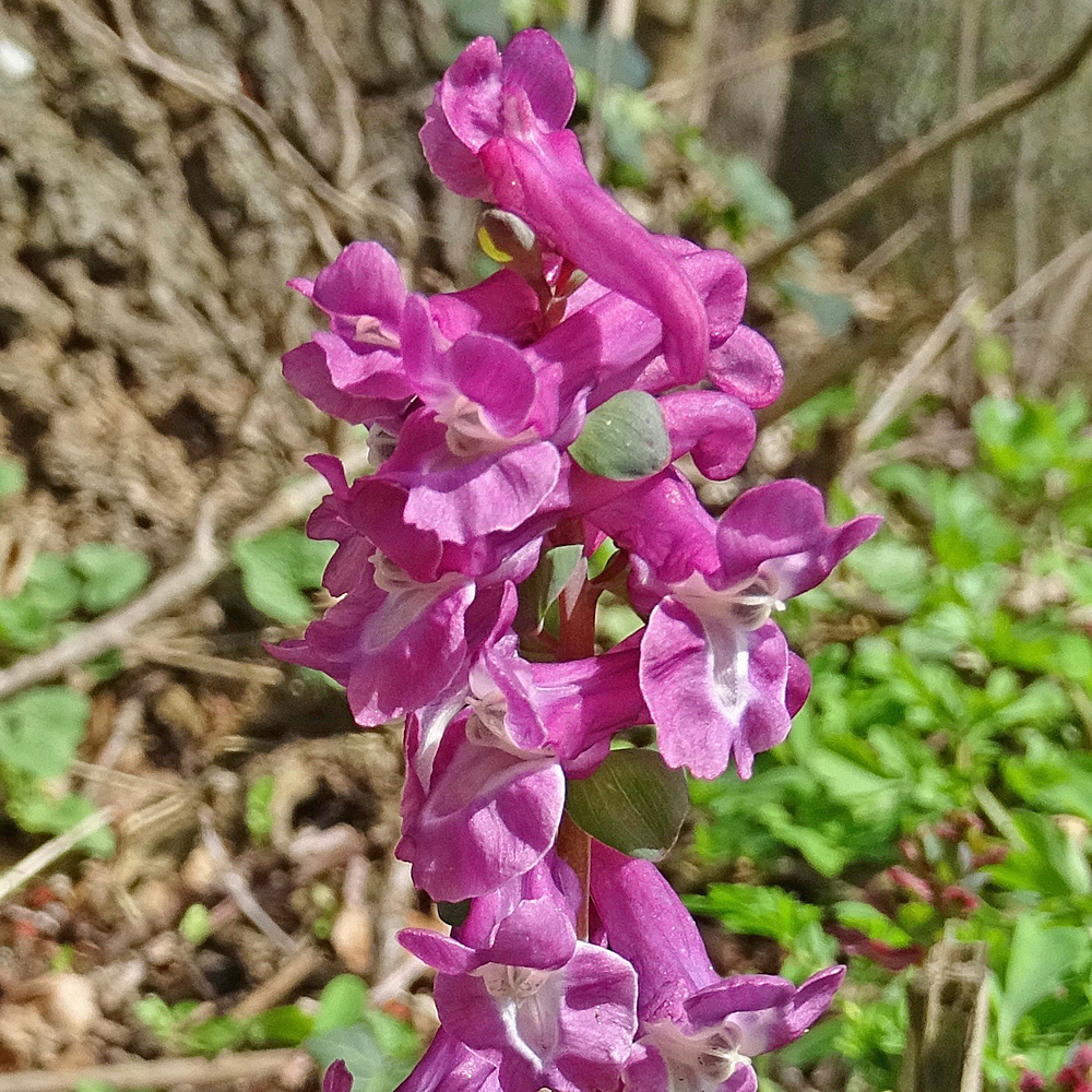 Hohlknolliger Lerchensporn / Corydalis cava