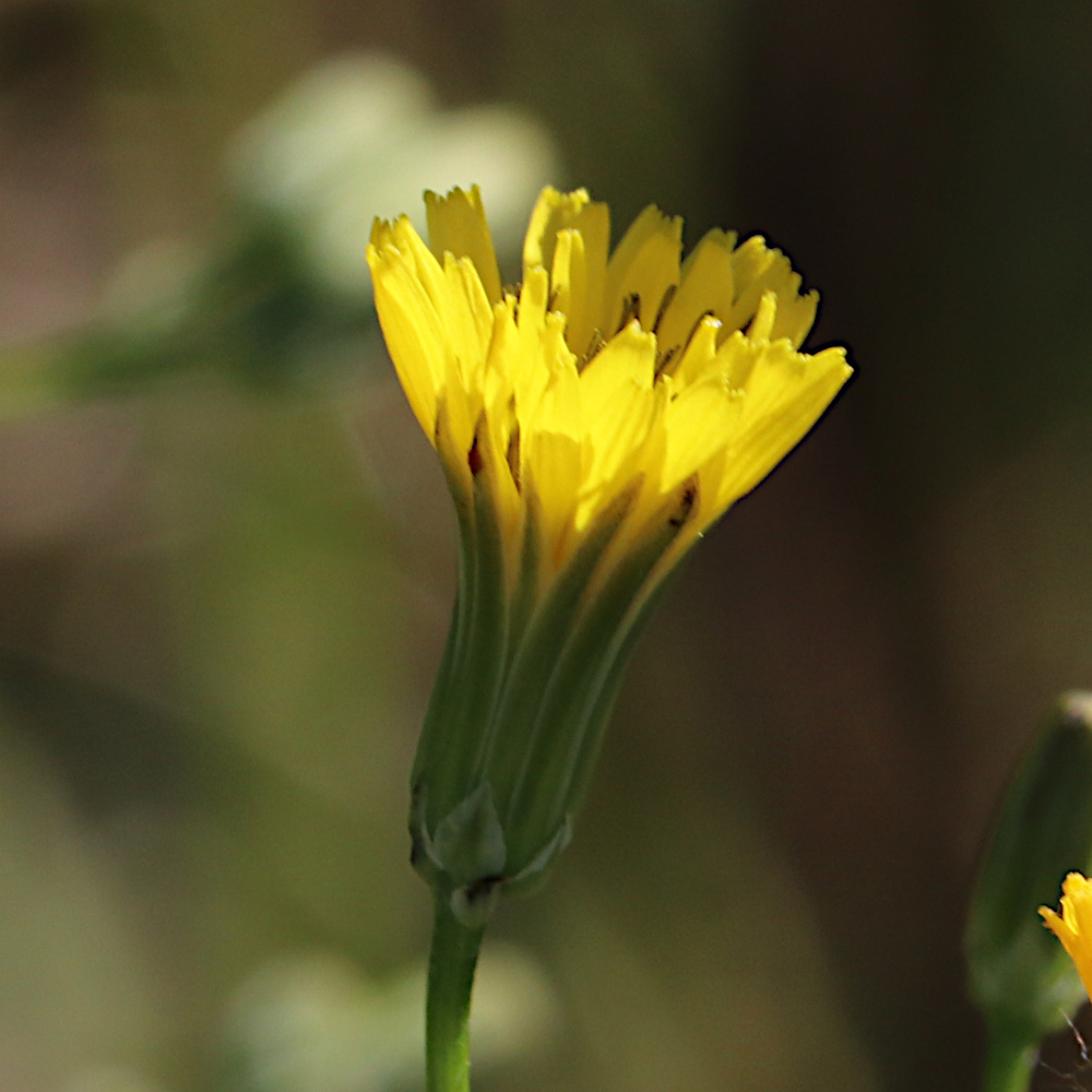 Schöner Pippau / Crepis pulchra