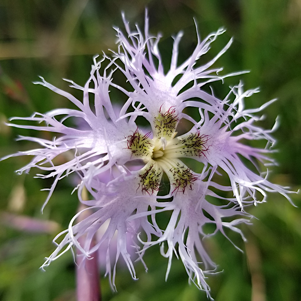 Pracht-Nelke / Dianthus superbus