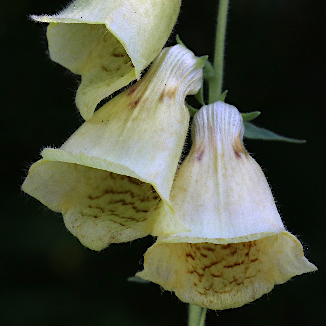 Grossblütiger Fingerhut / Digitalis grandiflora