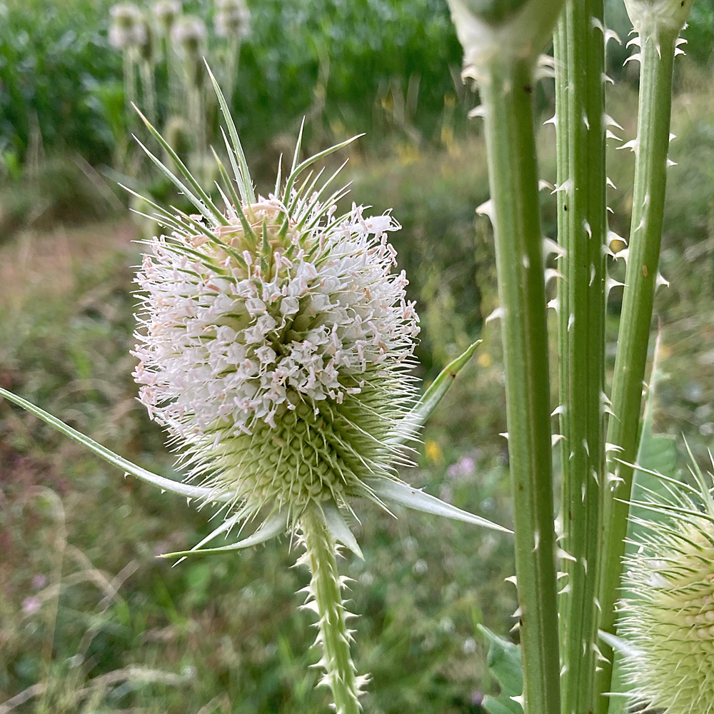 Schlitzblättrige Karde / Dipsacus laciniatus