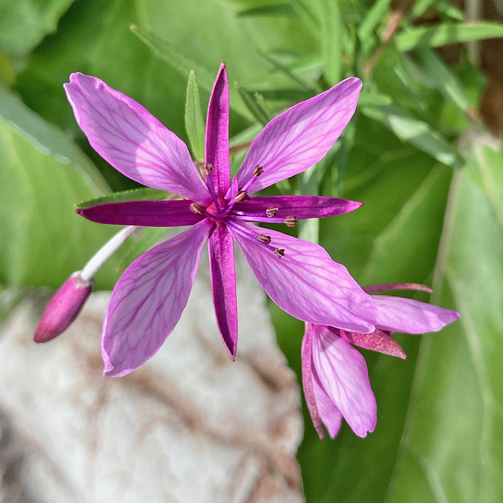 Fleischers Weidenröschen / Epilobium fleischeri