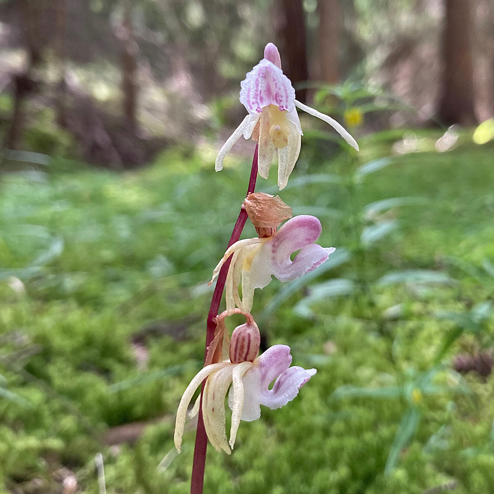 Widerbart / Epipogium aphyllum