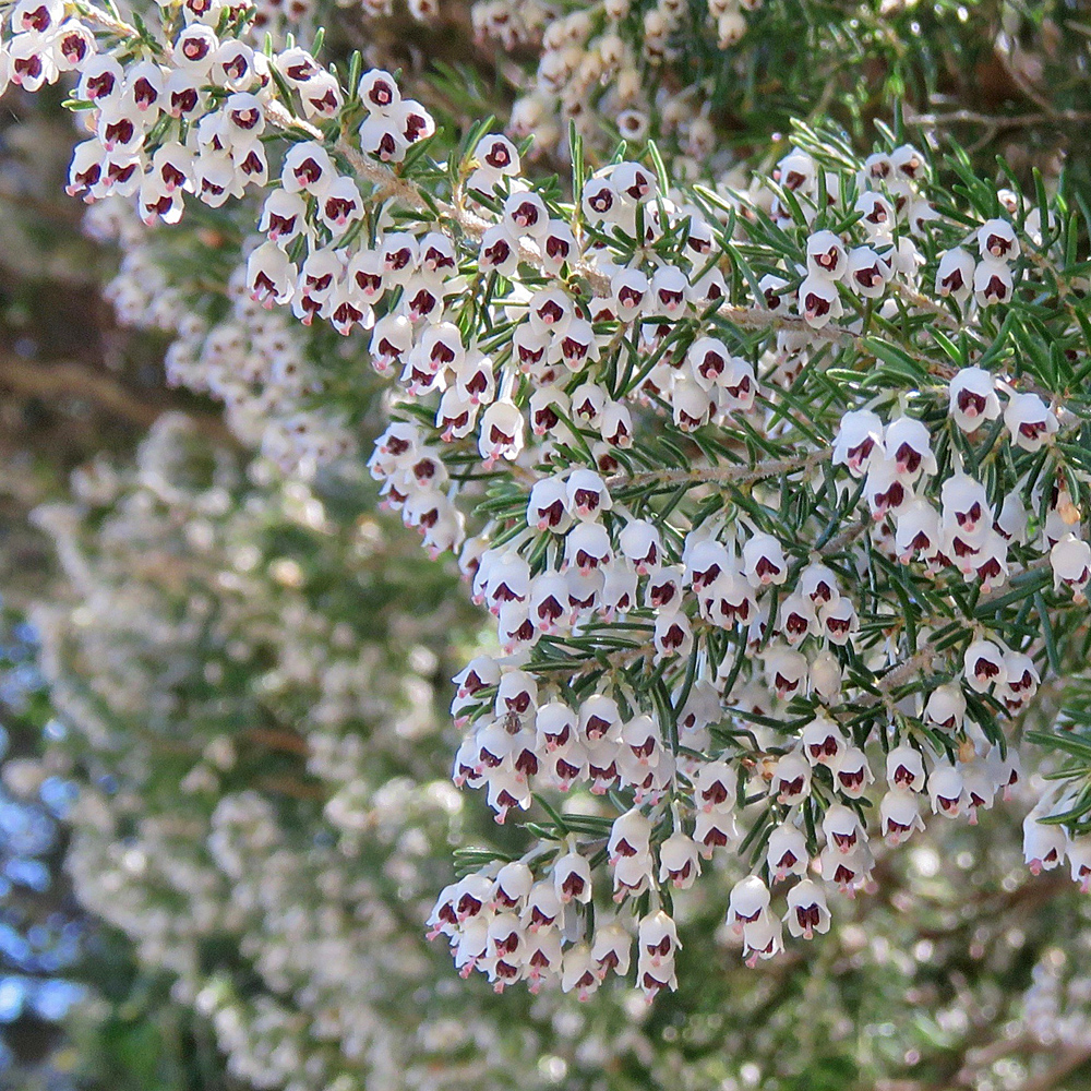 Baum-Heide / Erica arborea