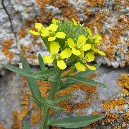 Gewöhnlicher Ruten-Schöterich / Erysimum virgatum