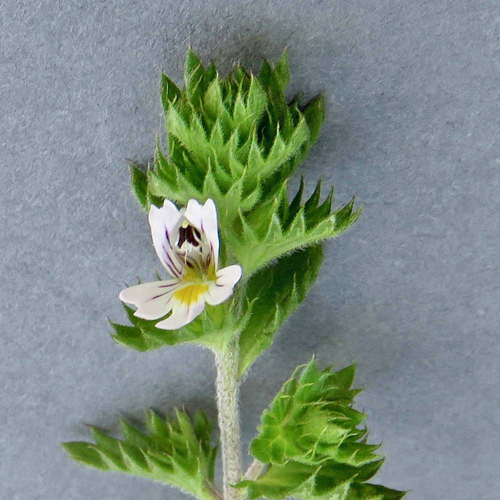 Kamm-Augentrost / Euphrasia pectinata