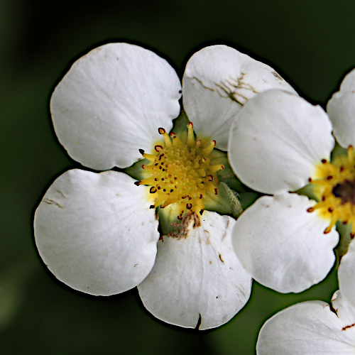 Moschus-Erdbeere / Fragaria moschata