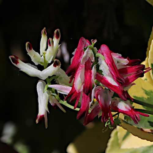 Klimmender Erdrauch / Fumaria capreolata