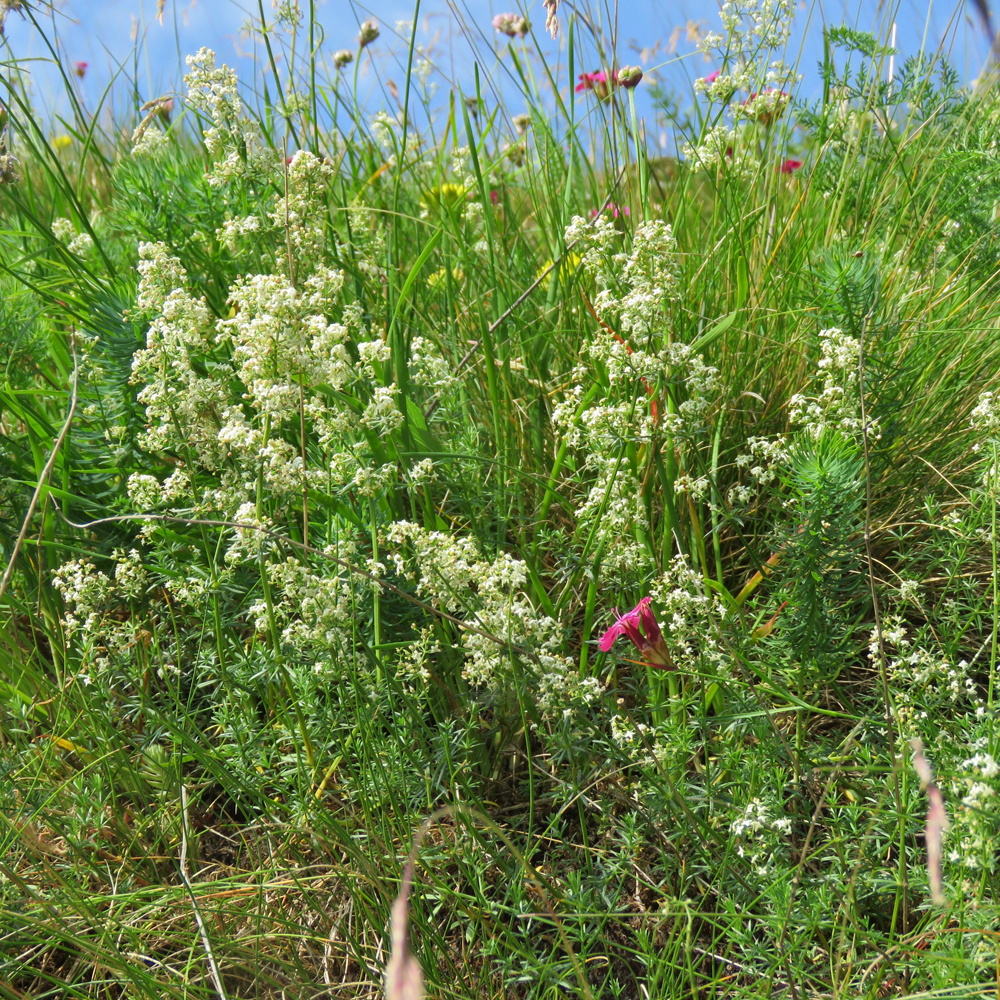 Glänzendes Labkraut / Galium lucidum