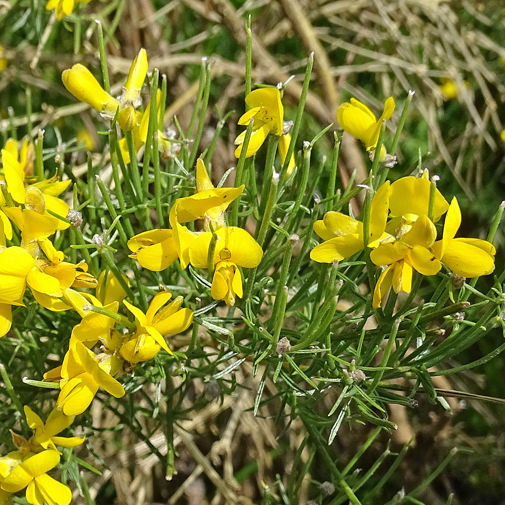 Kugel-Ginster / Genista radiata