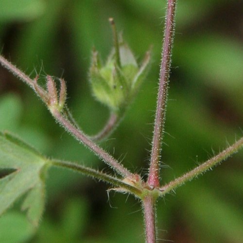 Spreizender Storchschnabel / Geranium divaricatum