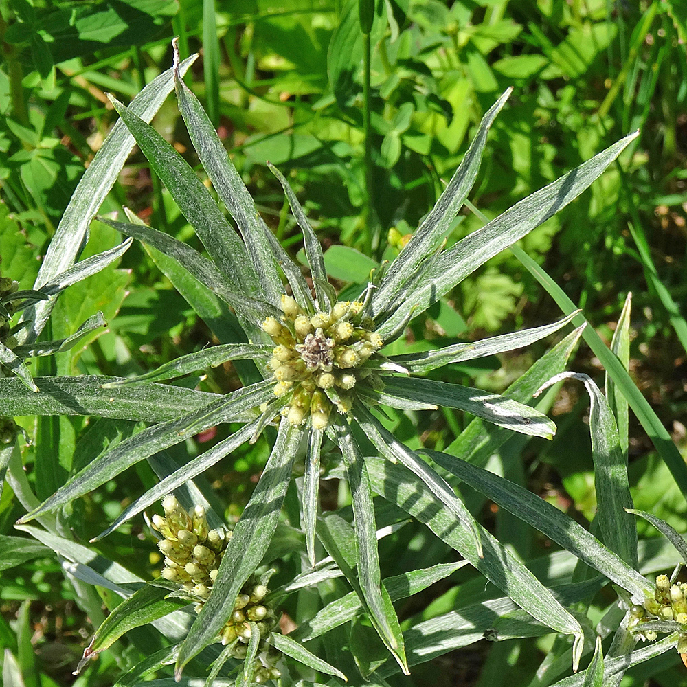 Norwegisches Ruhrkraut / Gnaphalium norvegicum