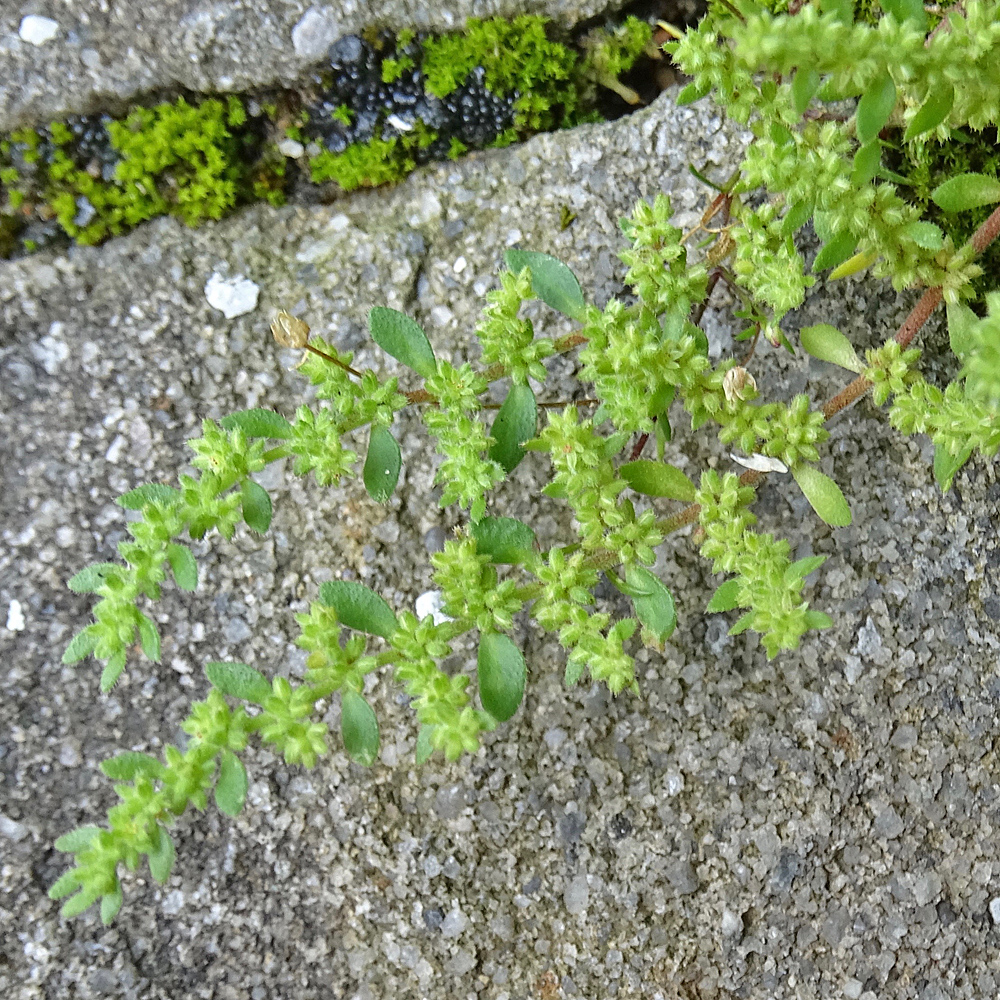 Behaartes Bruchkraut / Herniaria hirsuta