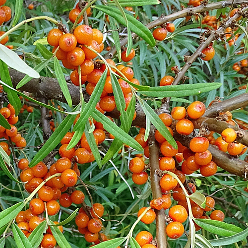 Sanddorn / Hippophae rhamnoides