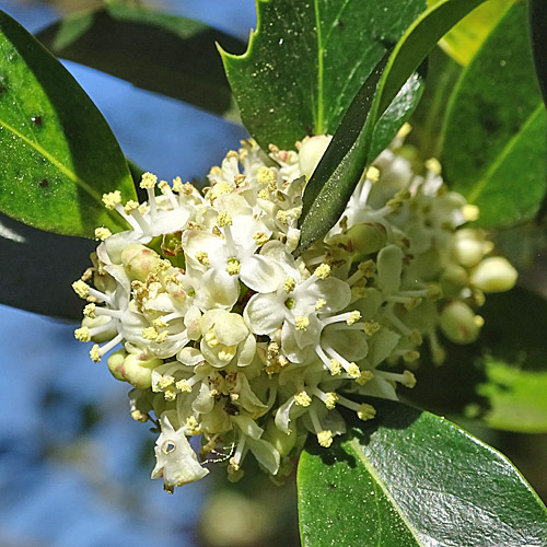 Stechpalme / Ilex aquifolium