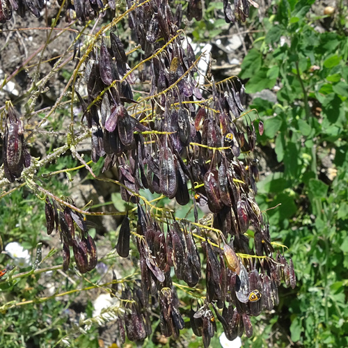 Färber-Waid / Isatis tinctoria