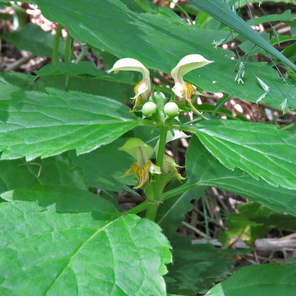 Blassgelbe Goldnessel / Lamium galeobdolon subsp.flavidum