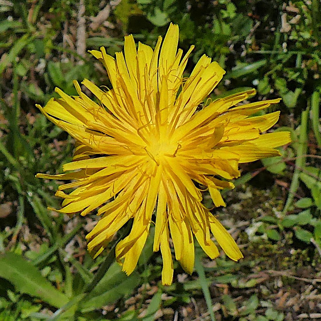 Gewöhnliches Raues Milchkraut / Leontodon hispidus L. subsp. hispidus