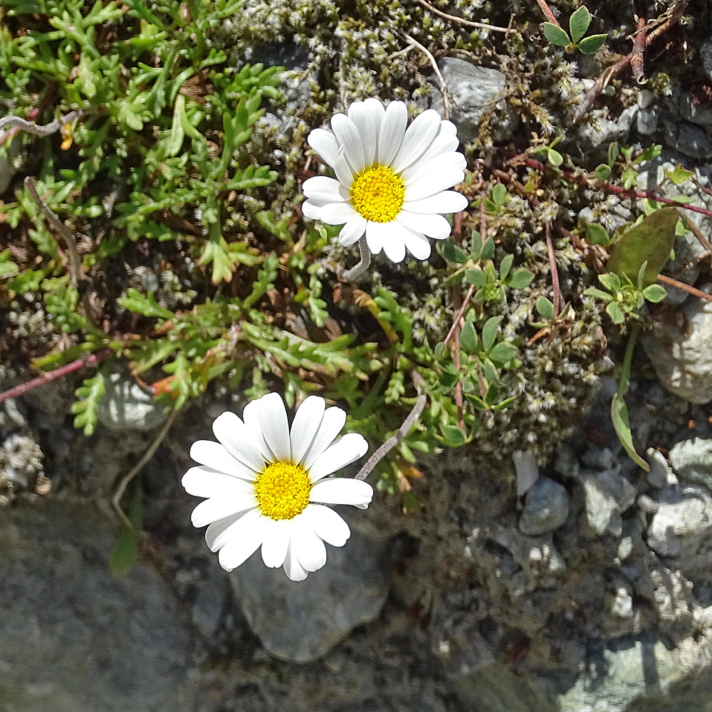 Alpen-Margerite / Leucanthemopsis alpina