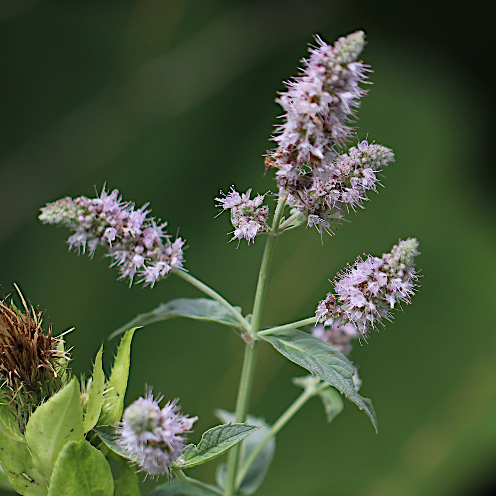 Ross-Minze / Mentha longifolia