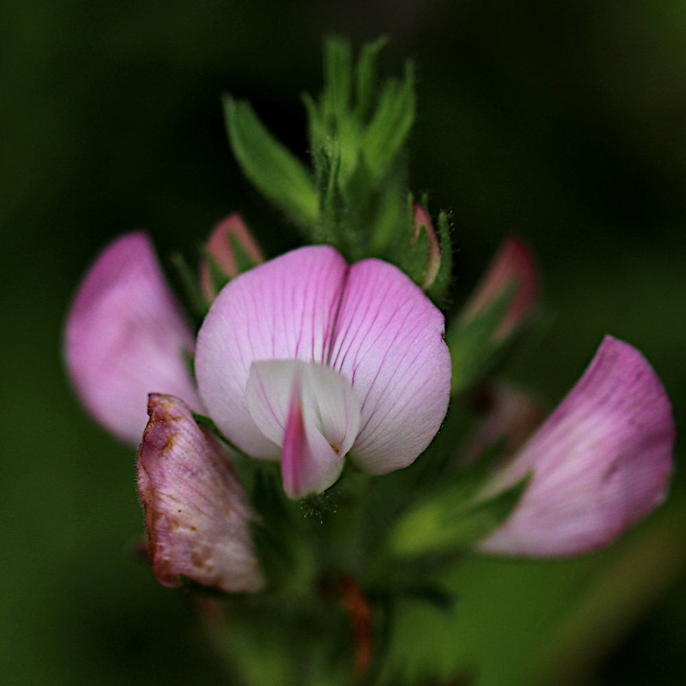 Gewöhnliche Dorn-Hauhechel / Ononis spinosa