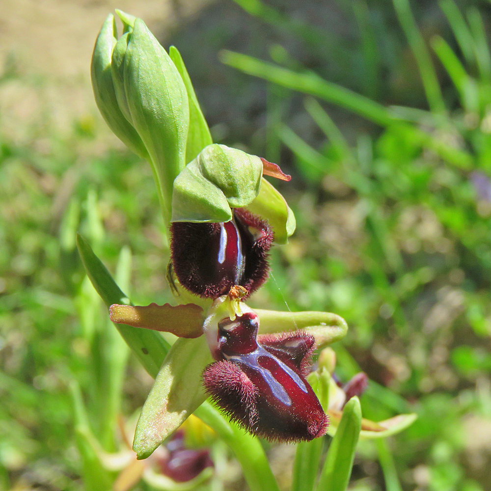 Schwarze Ragwurz / Ophrys incubacea