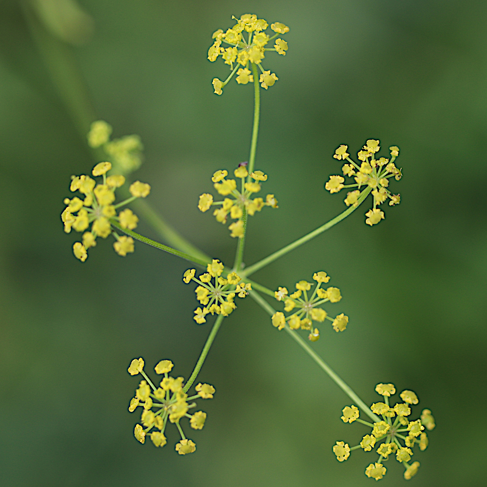 Gemeiner Pastinak / Pastinaca sativa