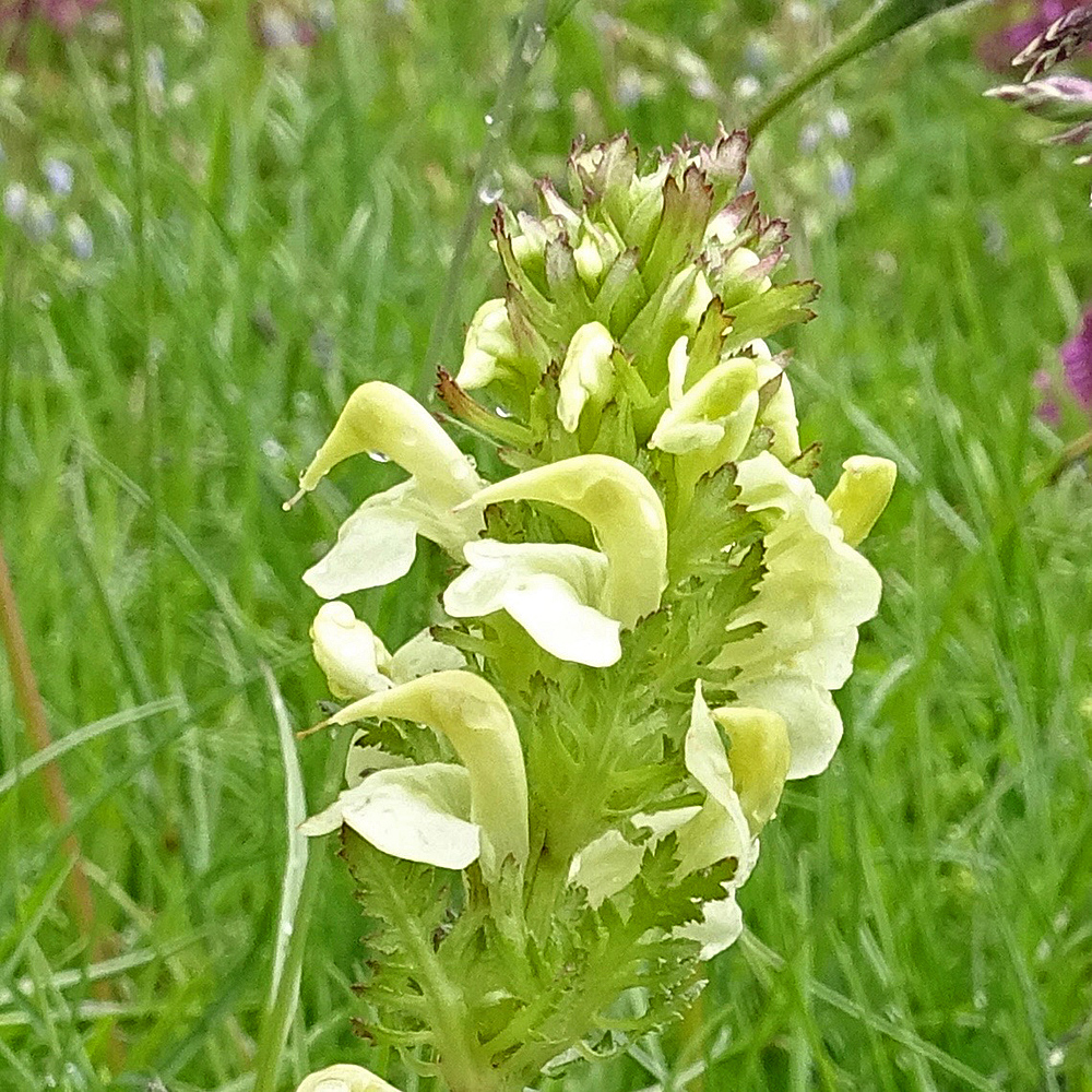 Langähriges Läusekraut / Pedicularis elongata